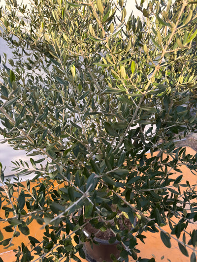 NEW【法人限定】コレッジョラ（オリーブの木）｜XLサイズ｜NO.2045｜約180cm｜寒冷地OK・開帳型・大型商品