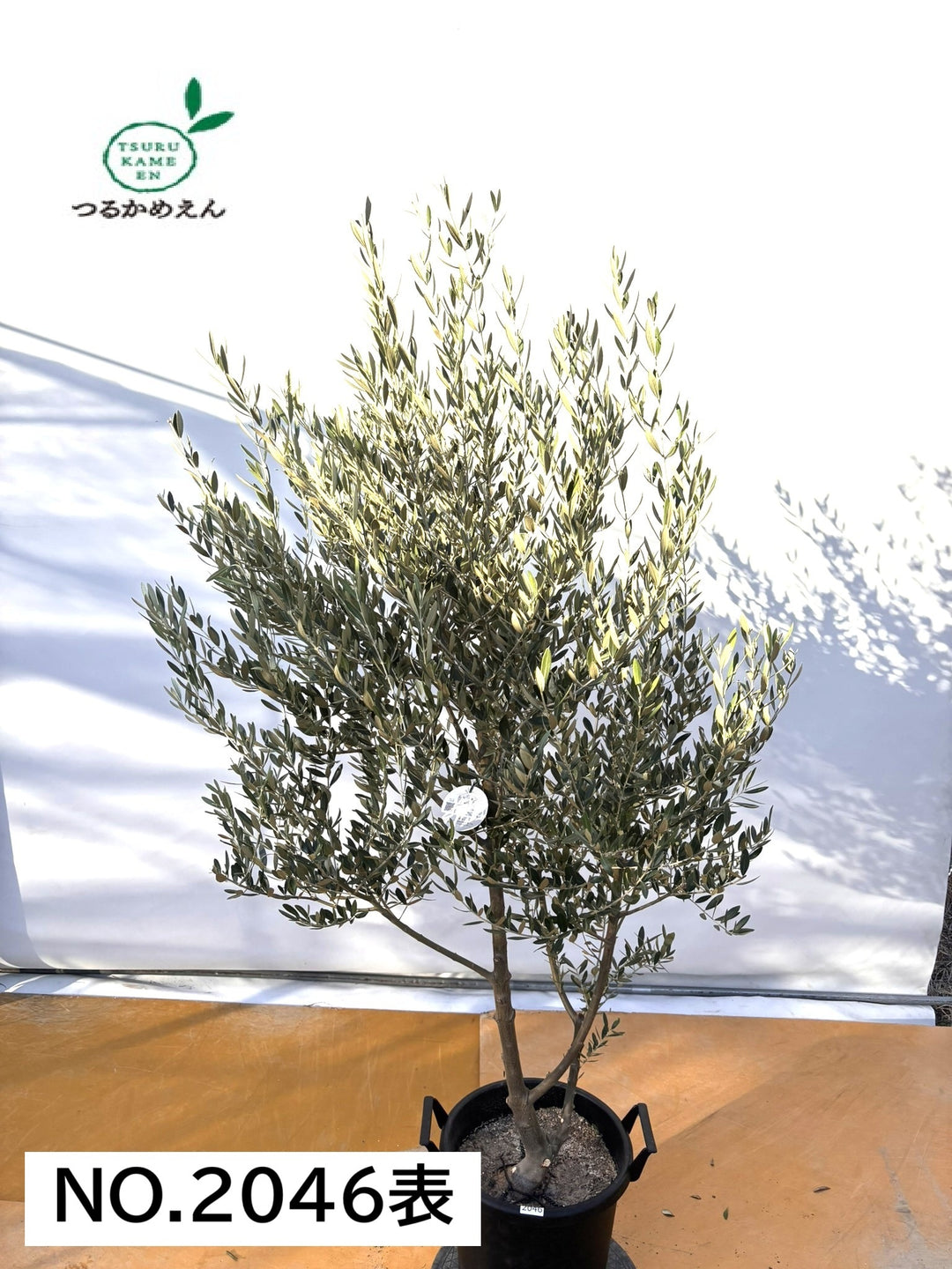 NEWミッション（オリーブの木）｜XLサイズ｜NO.2046｜約190cm｜人気