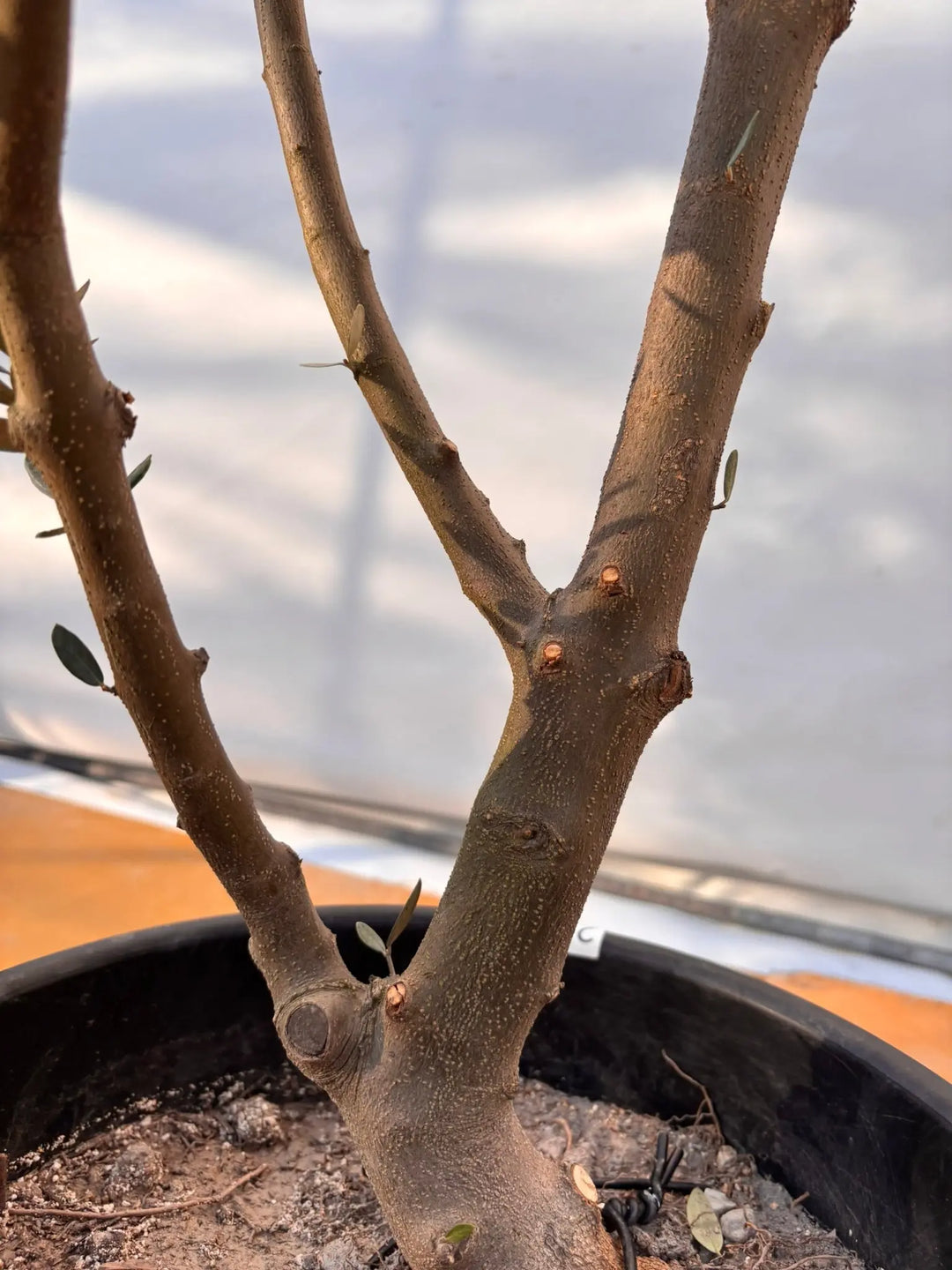 NEWミッション（オリーブの木）｜XLサイズ｜NO.2046｜約190cm｜人気