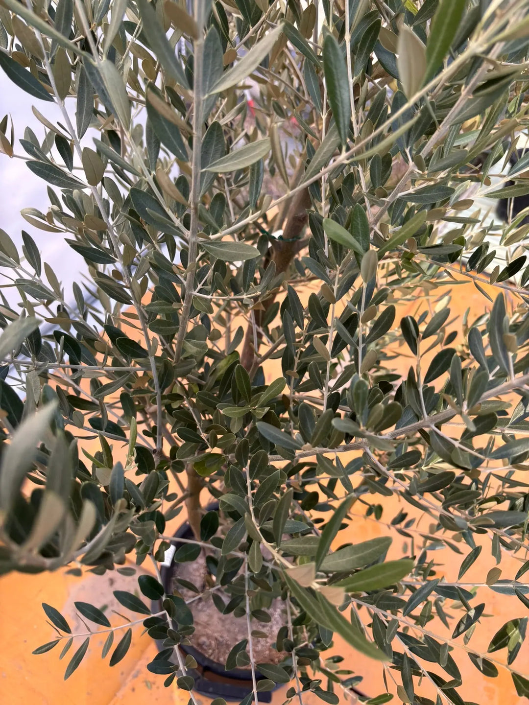 NEWミッション（オリーブの木）｜XLサイズ｜NO.2046｜約190cm｜人気