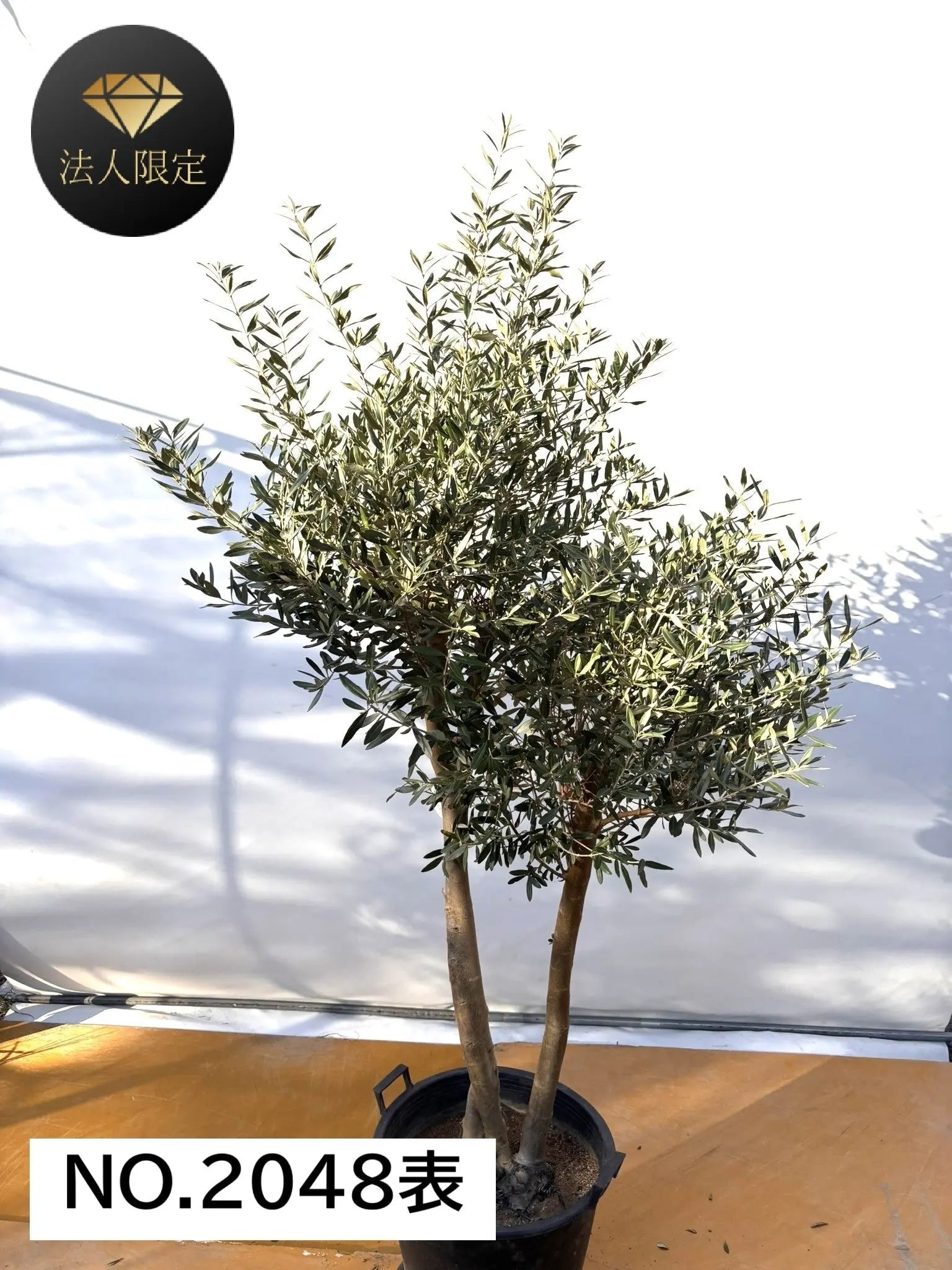 風格ある古木オリーブ - 株式会社鶴亀園