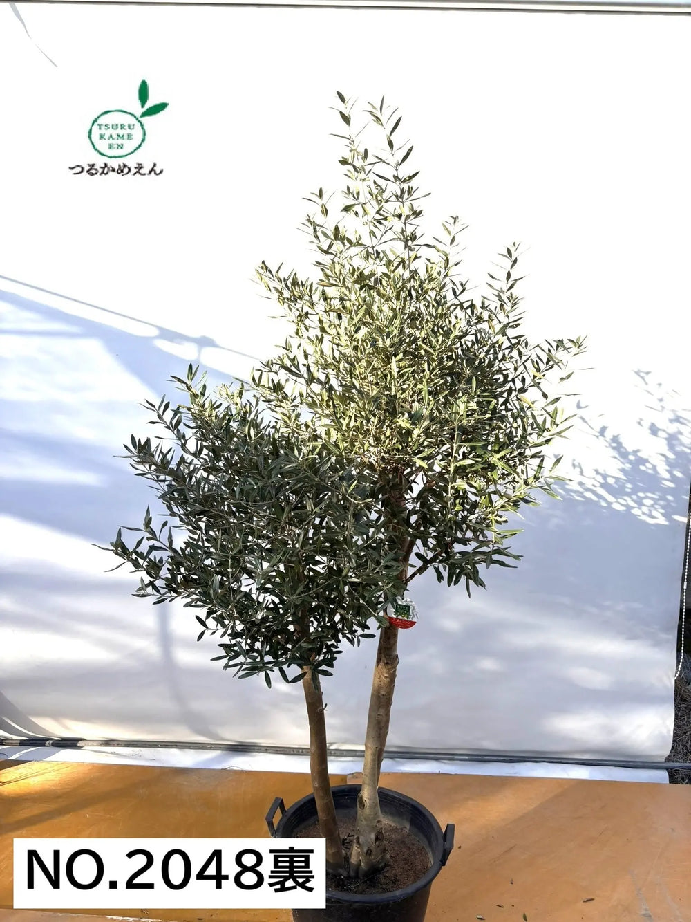 オリーブの木（全商品）｜写真の木をそのままお届け［現品販売］｜鶴亀