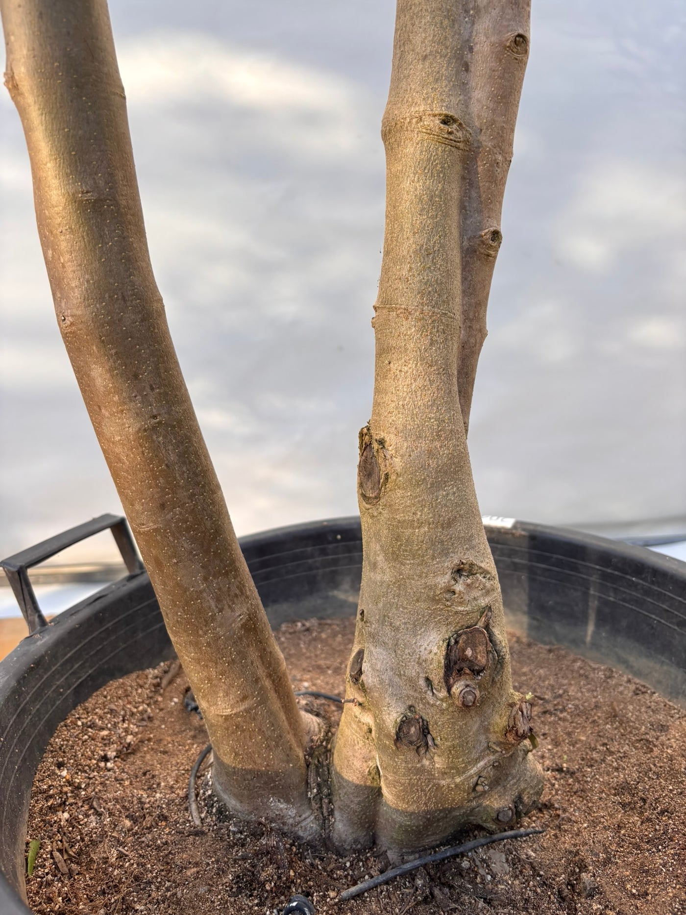 NEW【法人限定】シプレシーノ（オリーブの木）｜ XLサイズ｜NO.2048｜約210cm｜初心者・シンボルツリー向け