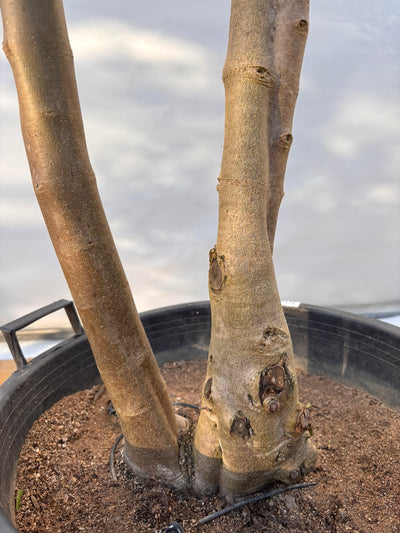 NEW【法人限定】シプレシーノ（オリーブの木）｜ XLサイズ｜NO.2048｜約210cm｜初心者・シンボルツリー向け