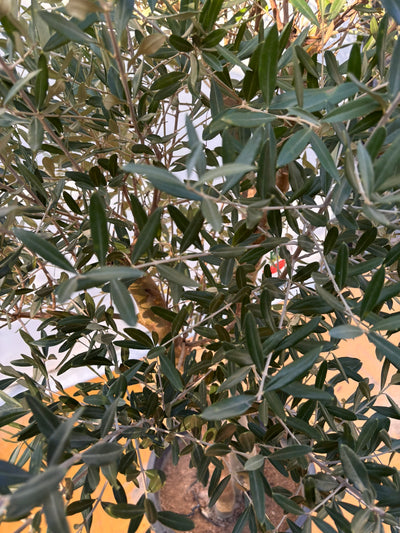 NEW【法人限定】シプレシーノ（オリーブの木）｜ XLサイズ｜NO.2048｜約210cm｜初心者・シンボルツリー向け