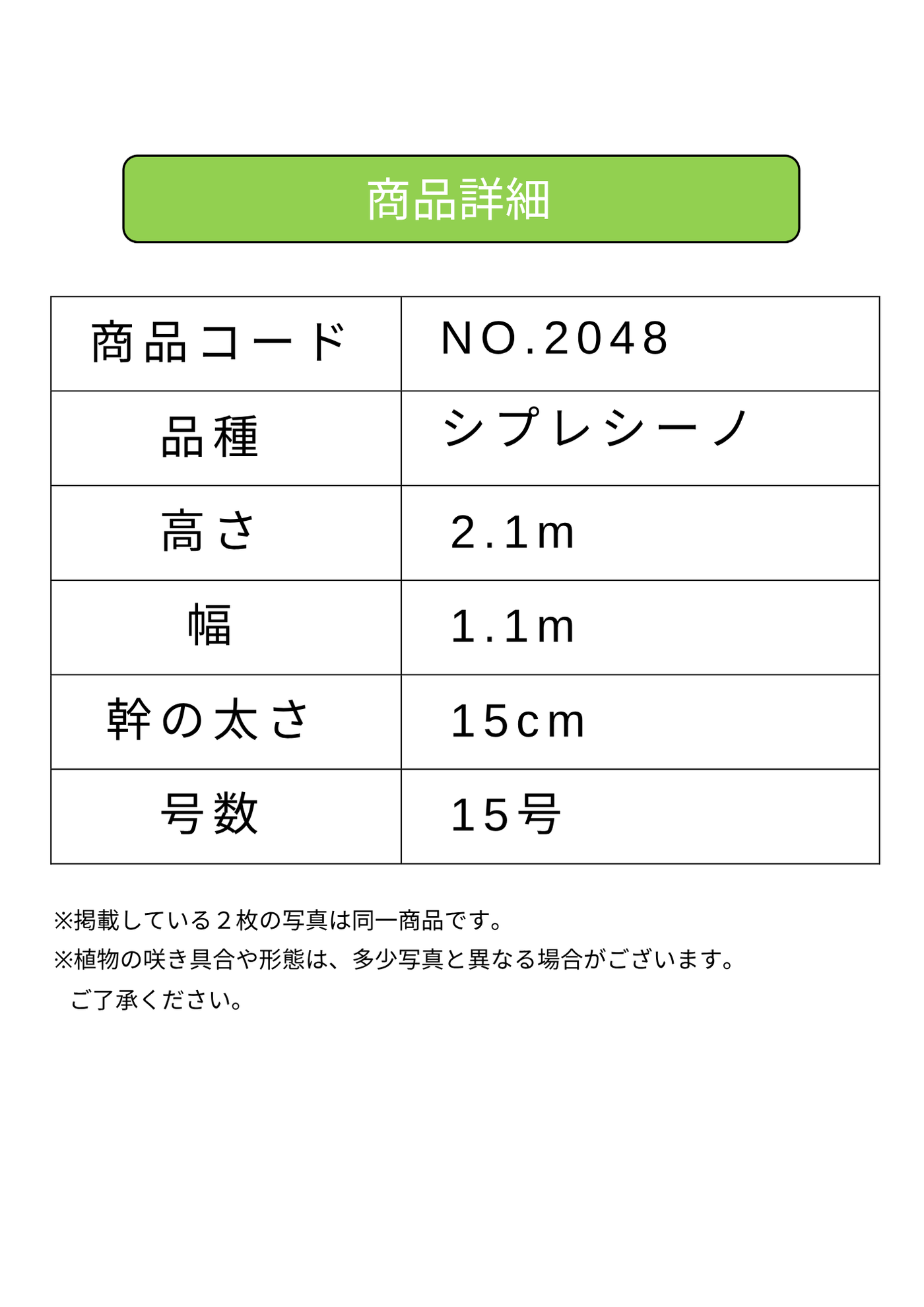 NEW【法人限定】シプレシーノ（オリーブの木）｜ XLサイズ｜NO.2048｜約210cm｜初心者・シンボルツリー向け