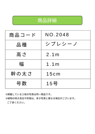 NEW【法人限定】シプレシーノ（オリーブの木）｜ XLサイズ｜NO.2048｜約210cm｜初心者・シンボルツリー向け