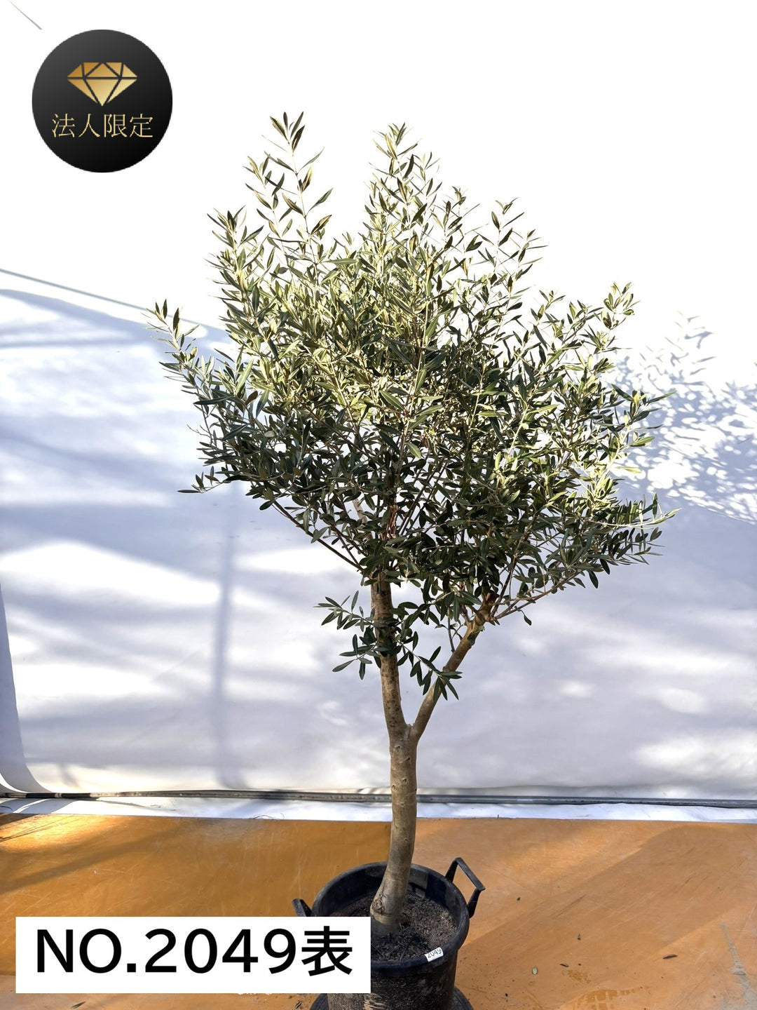 オリーブの木　超特大フリーカット　車でおでかけうれしな～　約49cm NEW【法人限定】シプレシーノ（オリーブの木）｜ XLサイズ｜NO.2049