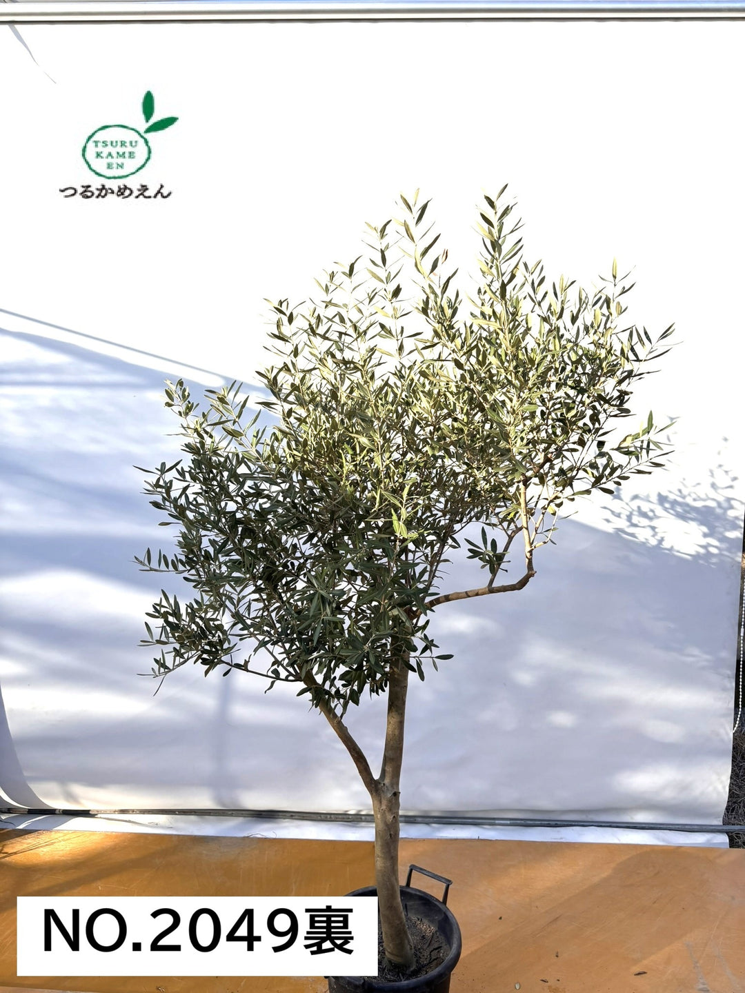 NEW【法人限定】シプレシーノ（オリーブの木）｜ XLサイズ｜NO.2049