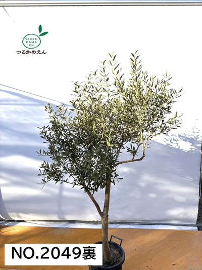 NEW【法人限定】シプレシーノ（オリーブの木）｜ XLサイズ｜NO.2049｜約190cm｜初心者・シンボルツリー向け
