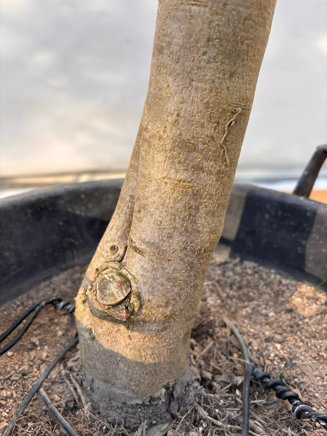 NEW【法人限定】シプレシーノ（オリーブの木）｜ XLサイズ｜NO.2049