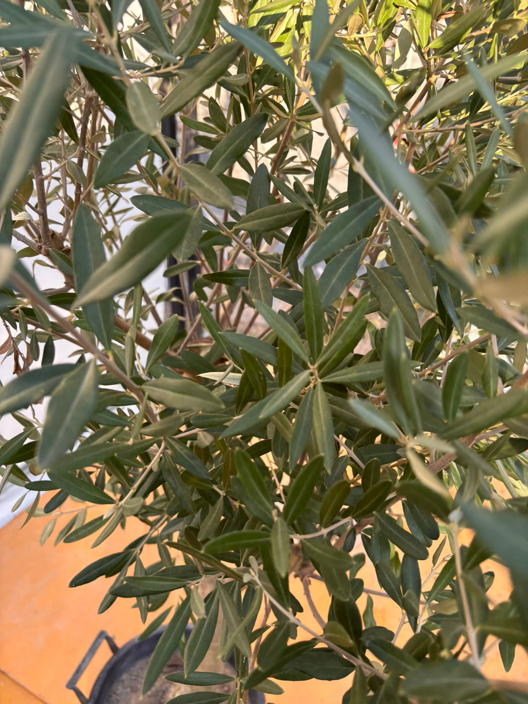 NEW【法人限定】シプレシーノ（オリーブの木）｜ XLサイズ｜NO.2049