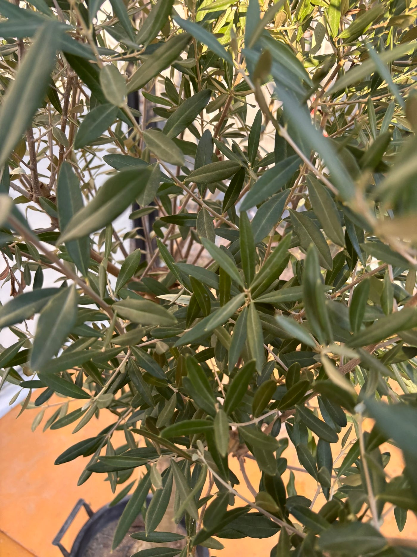 NEW【法人限定】シプレシーノ（オリーブの木）｜ XLサイズ｜NO.2049｜約190cm｜初心者・シンボルツリー向け