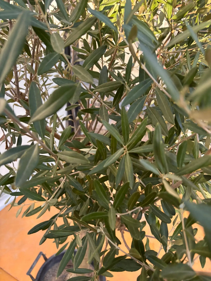 NEW【法人限定】シプレシーノ（オリーブの木）｜ XLサイズ｜NO.2049