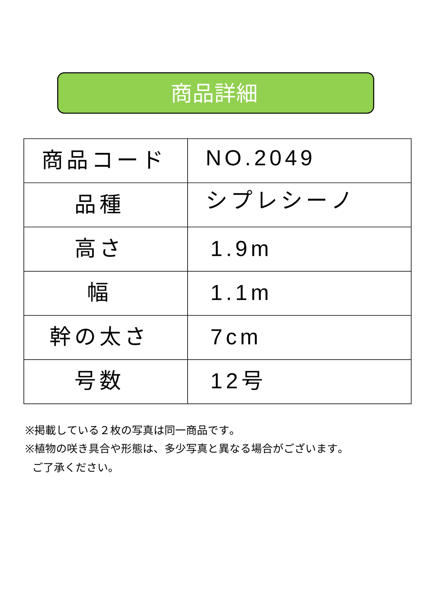 NEW【法人限定】シプレシーノ（オリーブの木）｜ XLサイズ｜NO.2049｜約190cm｜初心者・シンボルツリー向け