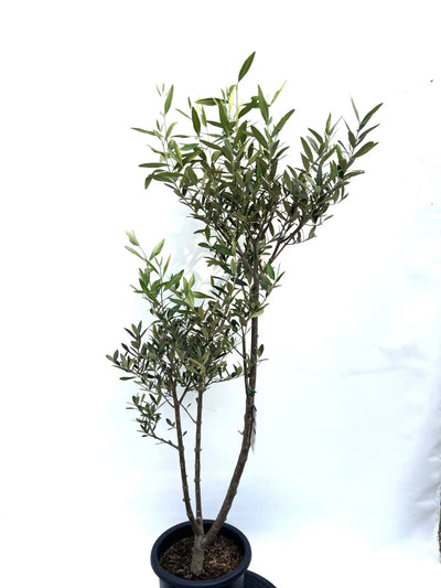 NEWひなかぜ（オリーブの木）｜Mサイズ｜K-207｜約150cm｜初心者向き・目隠し・直立型｜ 株式会社鶴亀園