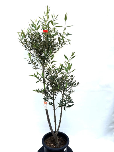 NEWひなかぜ（オリーブの木）｜Mサイズ｜K-207｜約150cm｜初心者向き・目隠し・直立型｜ 株式会社鶴亀園