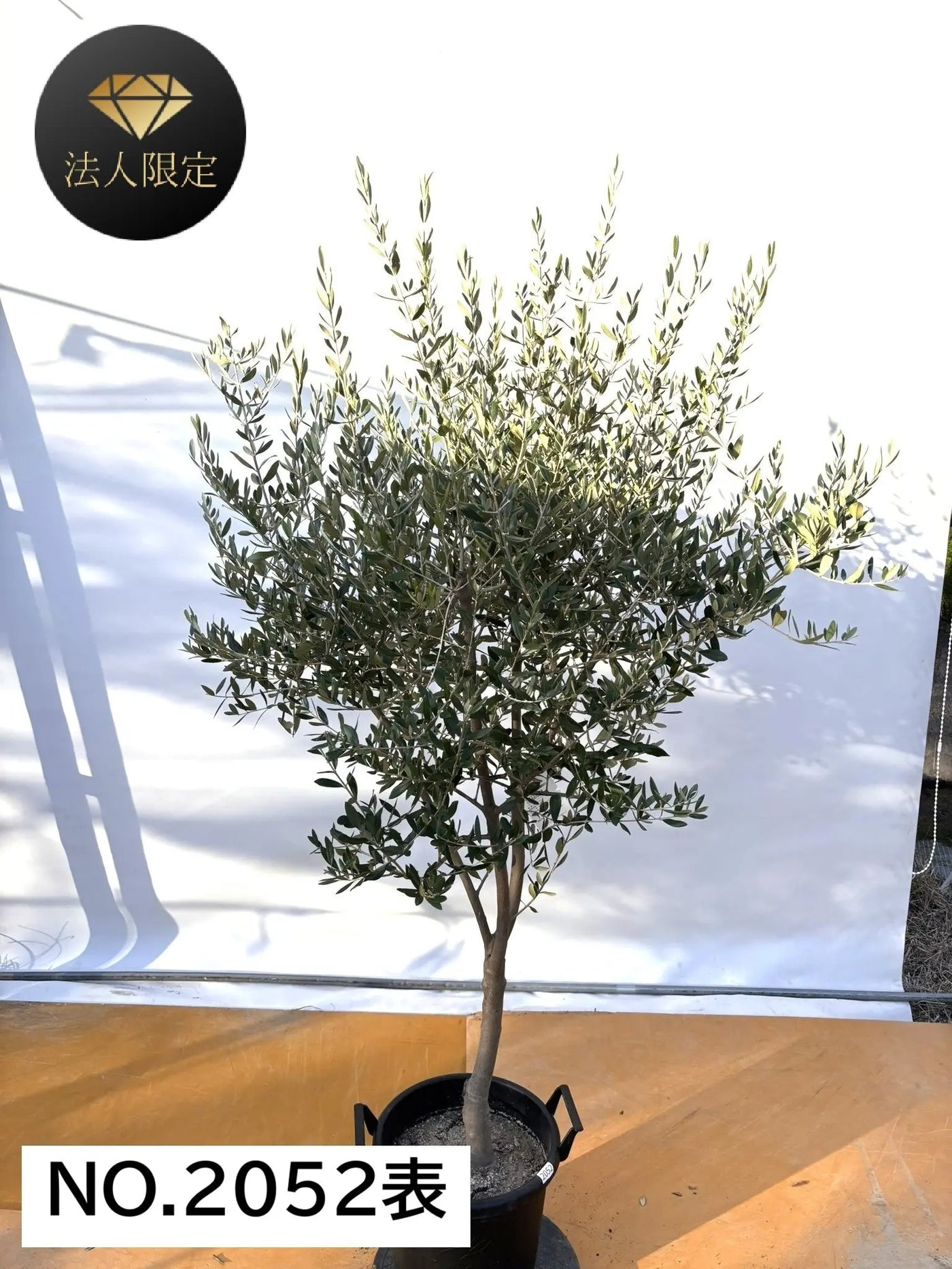 NEW【法人限定】タジャスカ（オリーブの木）｜XLサイズ｜NO.2052｜約