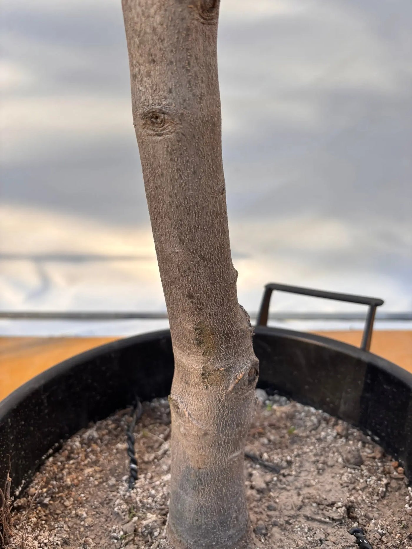 オリーブの木 タジャスカ 盆栽風 6号 約45cm 現品販売 オリーブの木