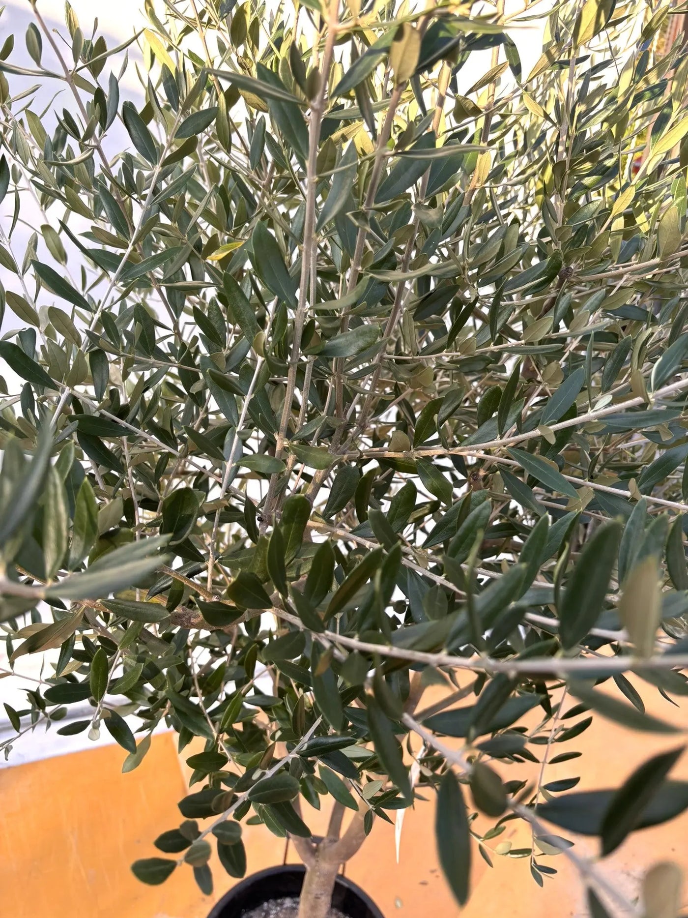 オリーブの木 タジャスカ 盆栽風 6号 約45cm 現品販売 オリーブの木