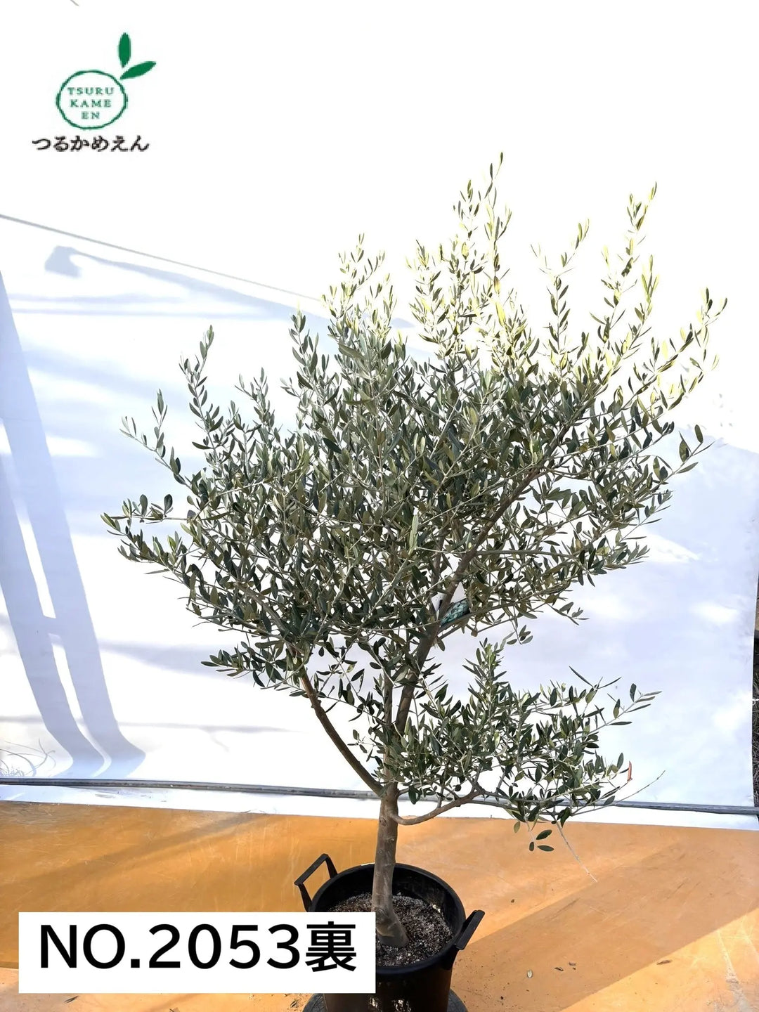 NEW【法人限定】タジャスカ（オリーブの木）｜XLサイズ｜NO.2053｜約