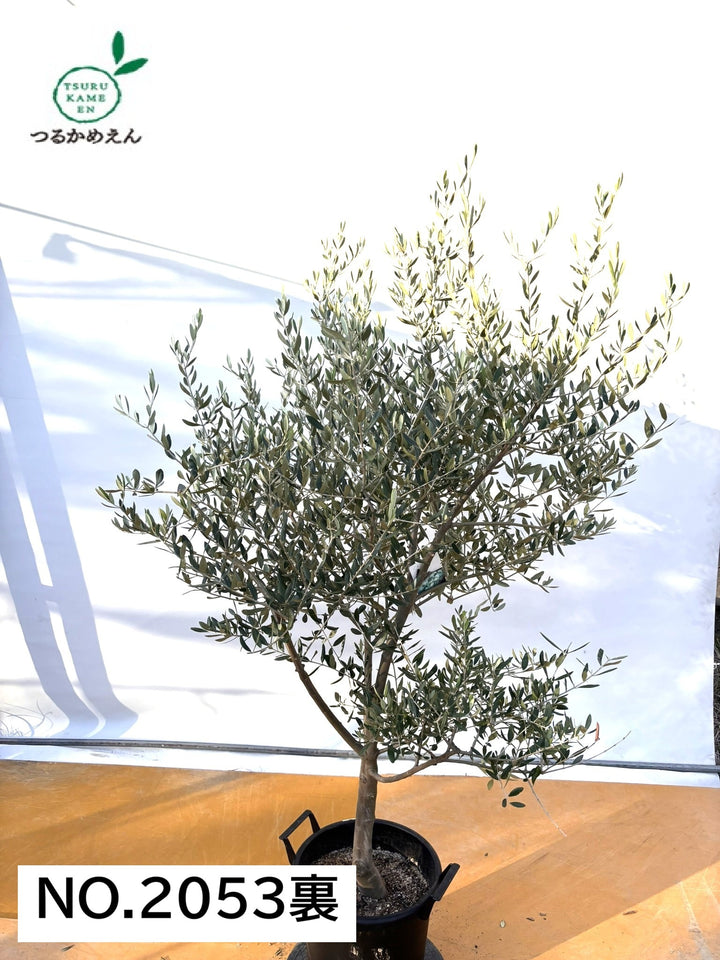 小判 大小 NEW【法人限定】タジャスカ（オリーブの木）｜XLサイズ｜NO.2053｜約