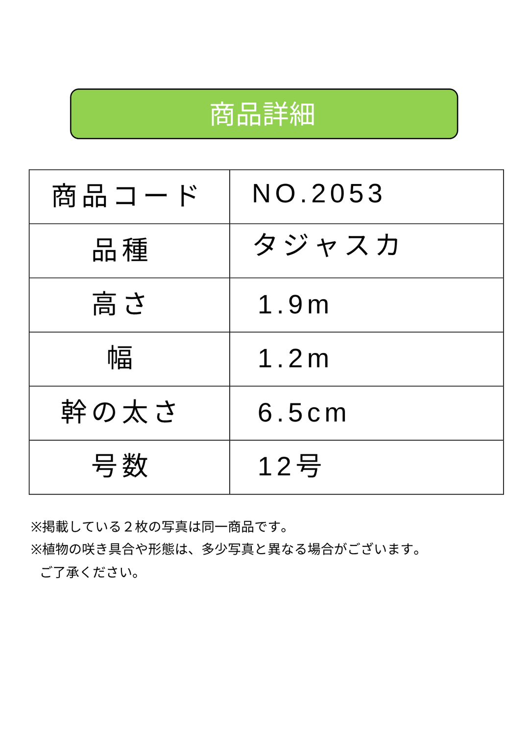 NEW【法人限定】タジャスカ（オリーブの木）｜XLサイズ｜NO.2053｜約