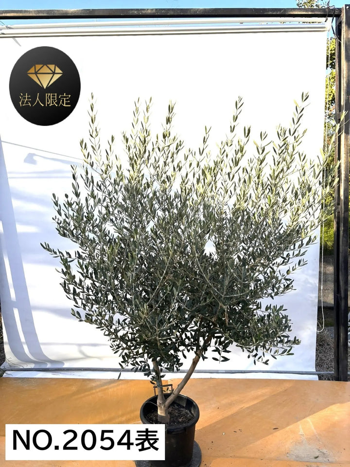 NEW【法人限定】タジャスカ（オリーブの木）｜XLサイズ｜NO.2054｜約