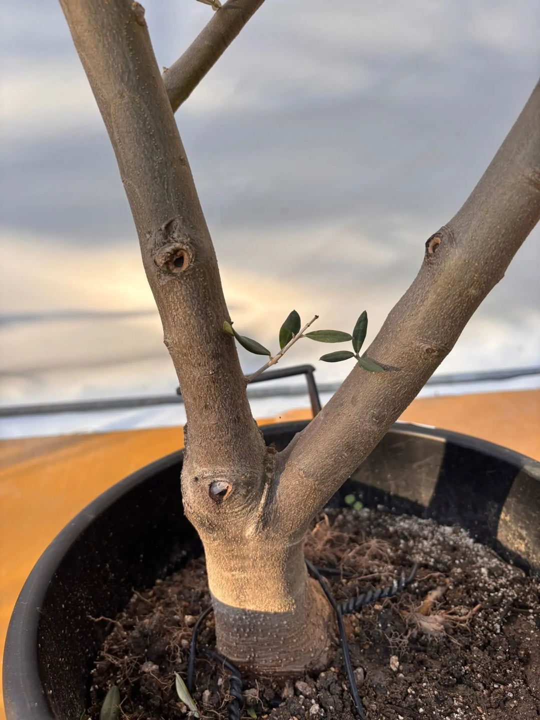 NEW【法人限定】タジャスカ（オリーブの木）｜XLサイズ｜NO.2054｜約