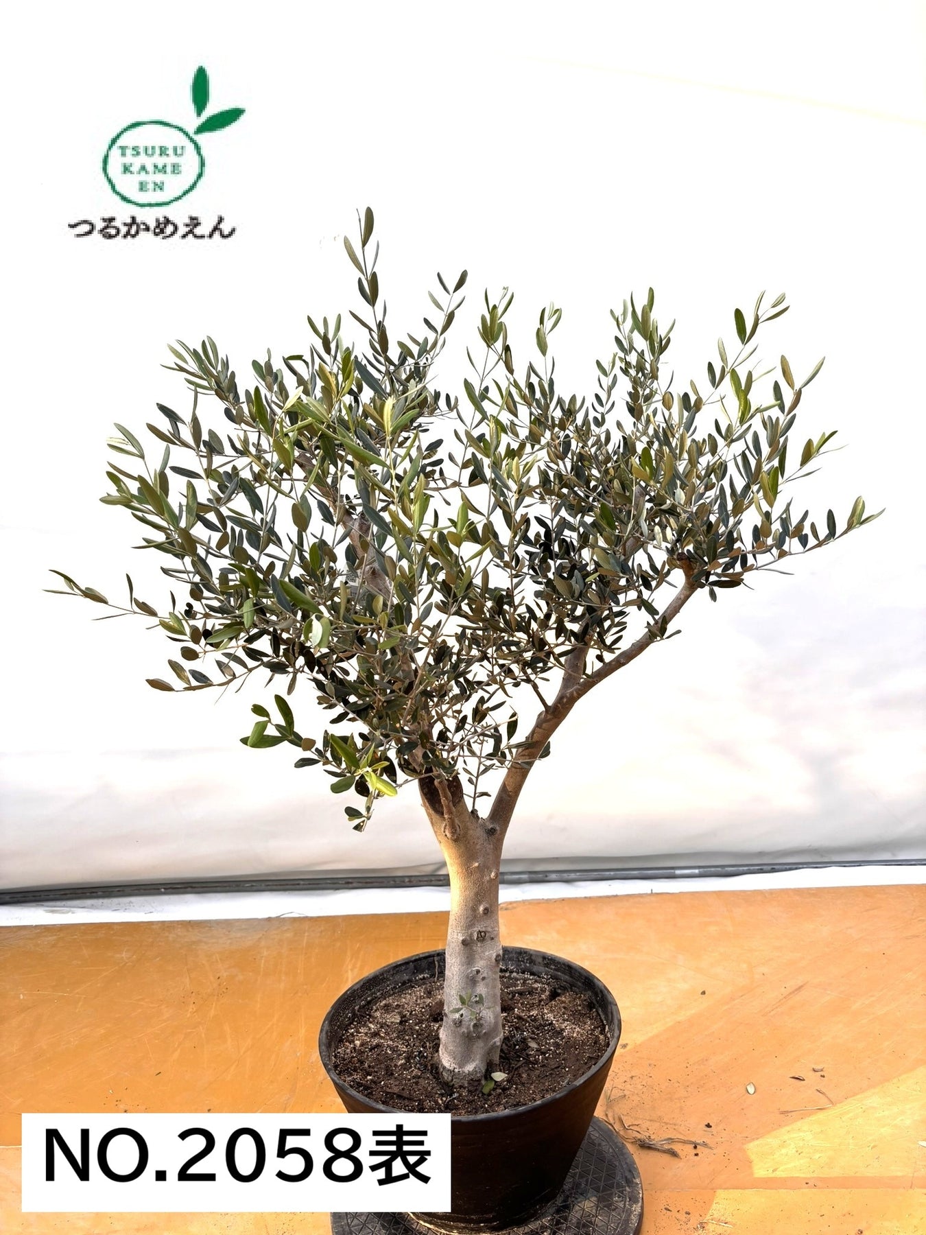 NEWルッカ（オリーブの木）｜XLサイズ｜No.2058｜約120cm｜人気・寒冷