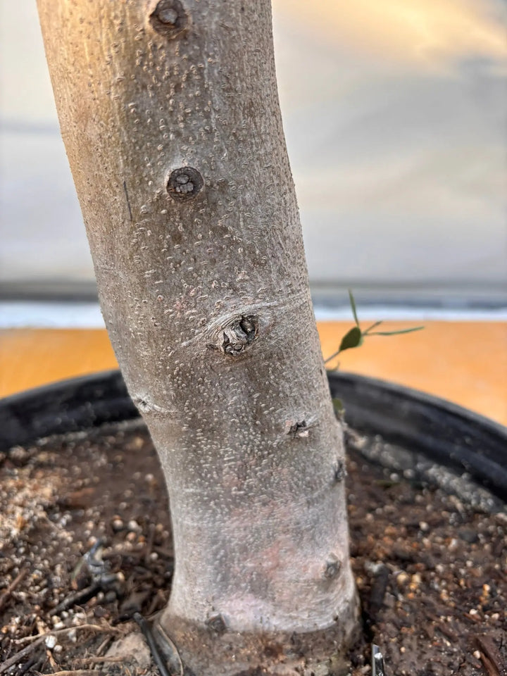 NEWルッカ（オリーブの木）｜XLサイズ｜No.2058｜約120cm｜人気・寒冷