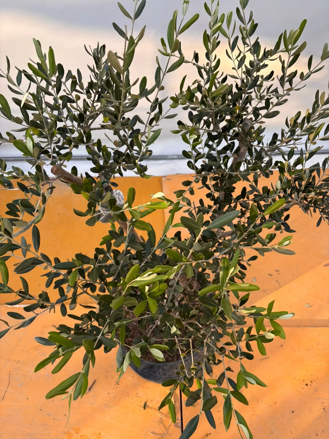 NEWルッカ（オリーブの木）｜XLサイズ｜No.2058｜約120cm｜人気・寒冷