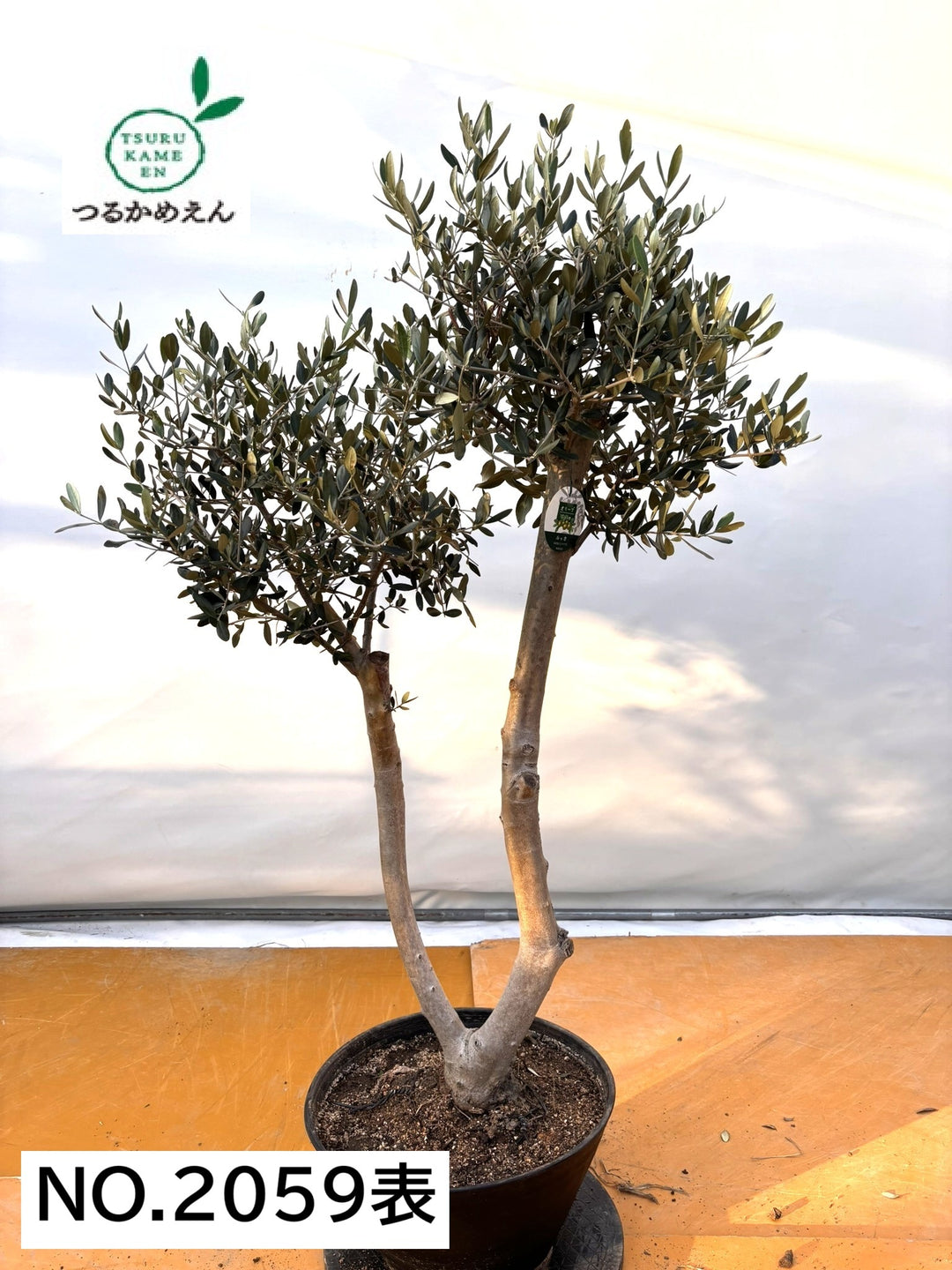 オリーブの木 NEWルッカ（オリーブの木）｜XLサイズ｜No.2059｜約140cm｜人気・寒冷