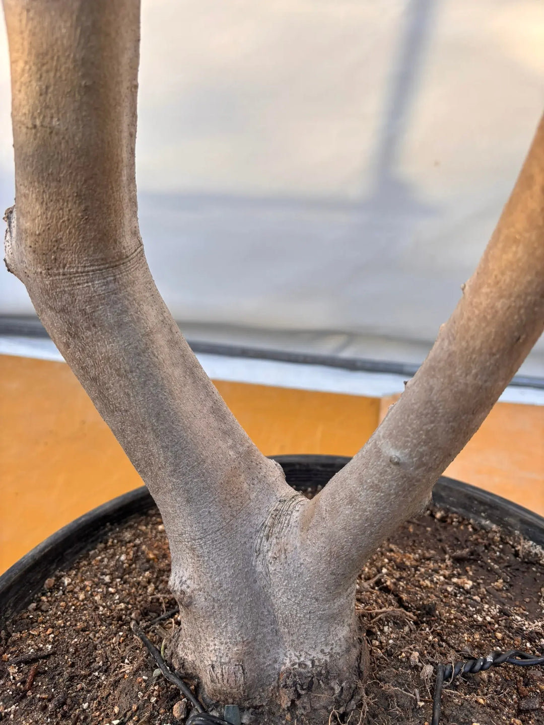 NEWルッカ（オリーブの木）｜XLサイズ｜No.2059｜約140cm｜人気・寒冷