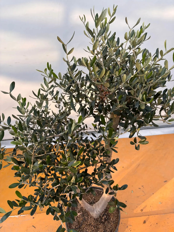 NEWルッカ（オリーブの木）｜XLサイズ｜No.2059｜約140cm｜人気・寒冷