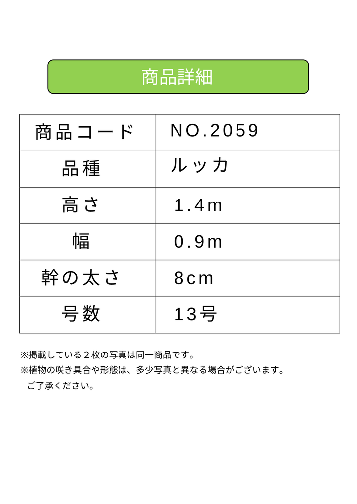 NEWルッカ（オリーブの木）｜XLサイズ｜No.2059｜約140cm｜人気・寒冷