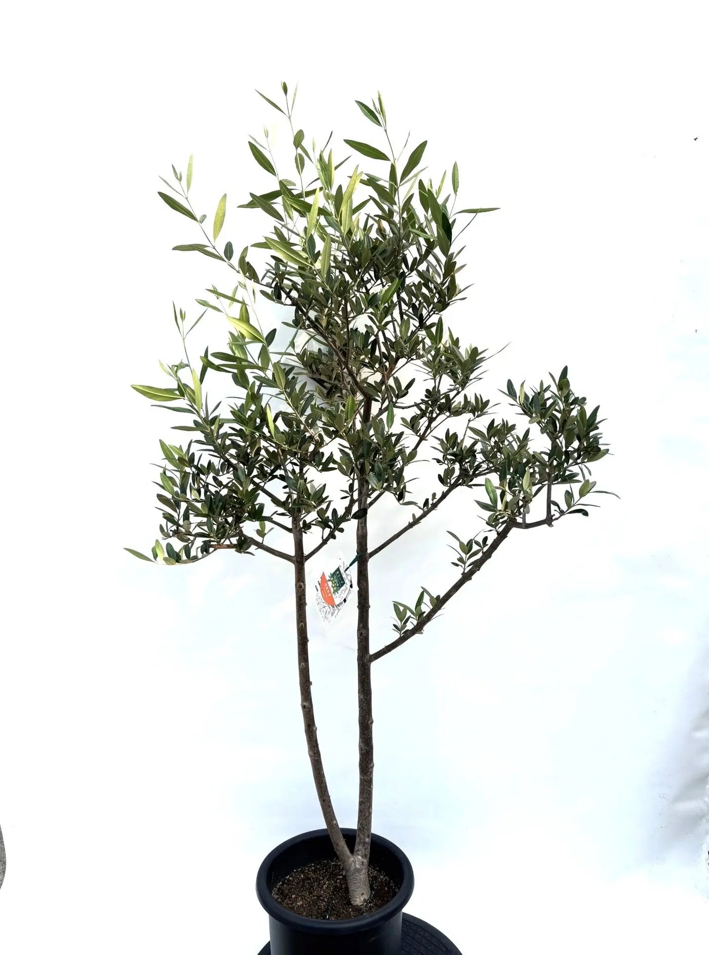 NEWひなかぜ（オリーブの木）｜Mサイズ｜K-208｜約150cm｜初心者向き・目隠し・直立型｜ 株式会社鶴亀園