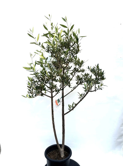 NEWひなかぜ（オリーブの木）｜Mサイズ｜K-208｜約150cm｜初心者向き・目隠し・直立型｜ 株式会社鶴亀園