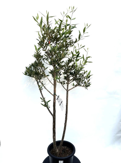 NEWひなかぜ（オリーブの木）｜Mサイズ｜K-208｜約150cm｜初心者向き・目隠し・直立型｜ 株式会社鶴亀園