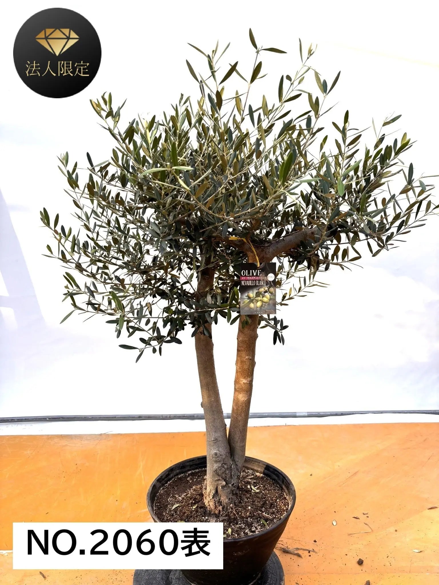 風格ある古木オリーブ - 株式会社鶴亀園