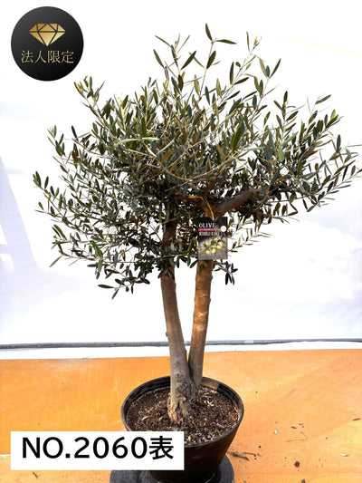 NEW【法人限定】ネバディロブランコ（オリーブの木）｜XLサイズ｜NO.2060｜約120cm｜人気・開帳型