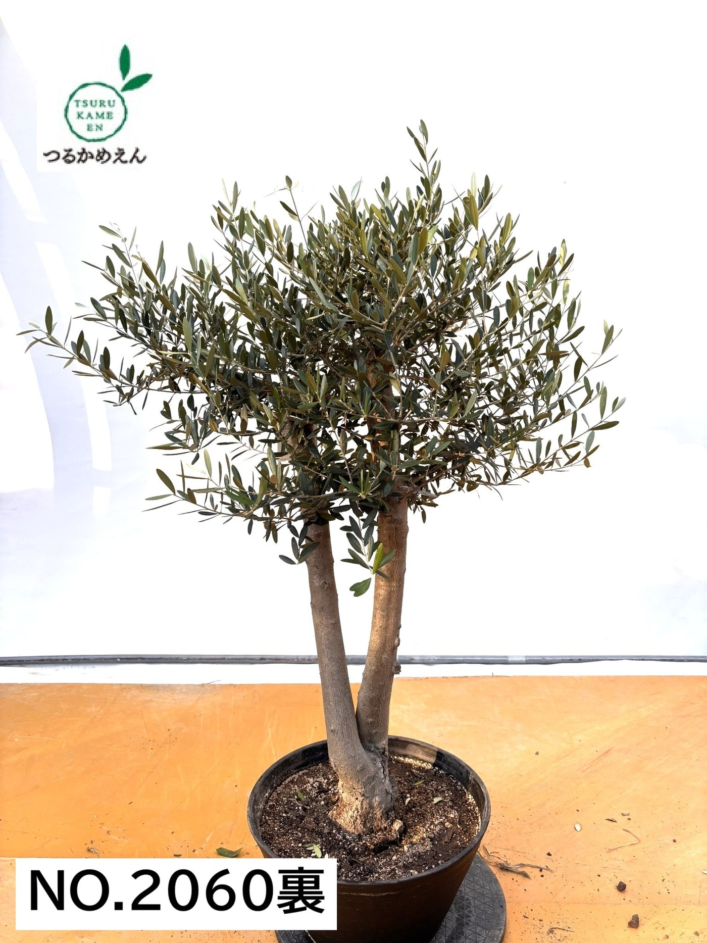 NEW【法人限定】ネバディロブランコ（オリーブの木）｜XLサイズ｜NO.2060｜約120cm｜人気・開帳型