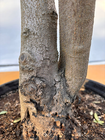 NEW【法人限定】ネバディロブランコ（オリーブの木）｜XLサイズ｜NO.2060｜約120cm｜人気・開帳型