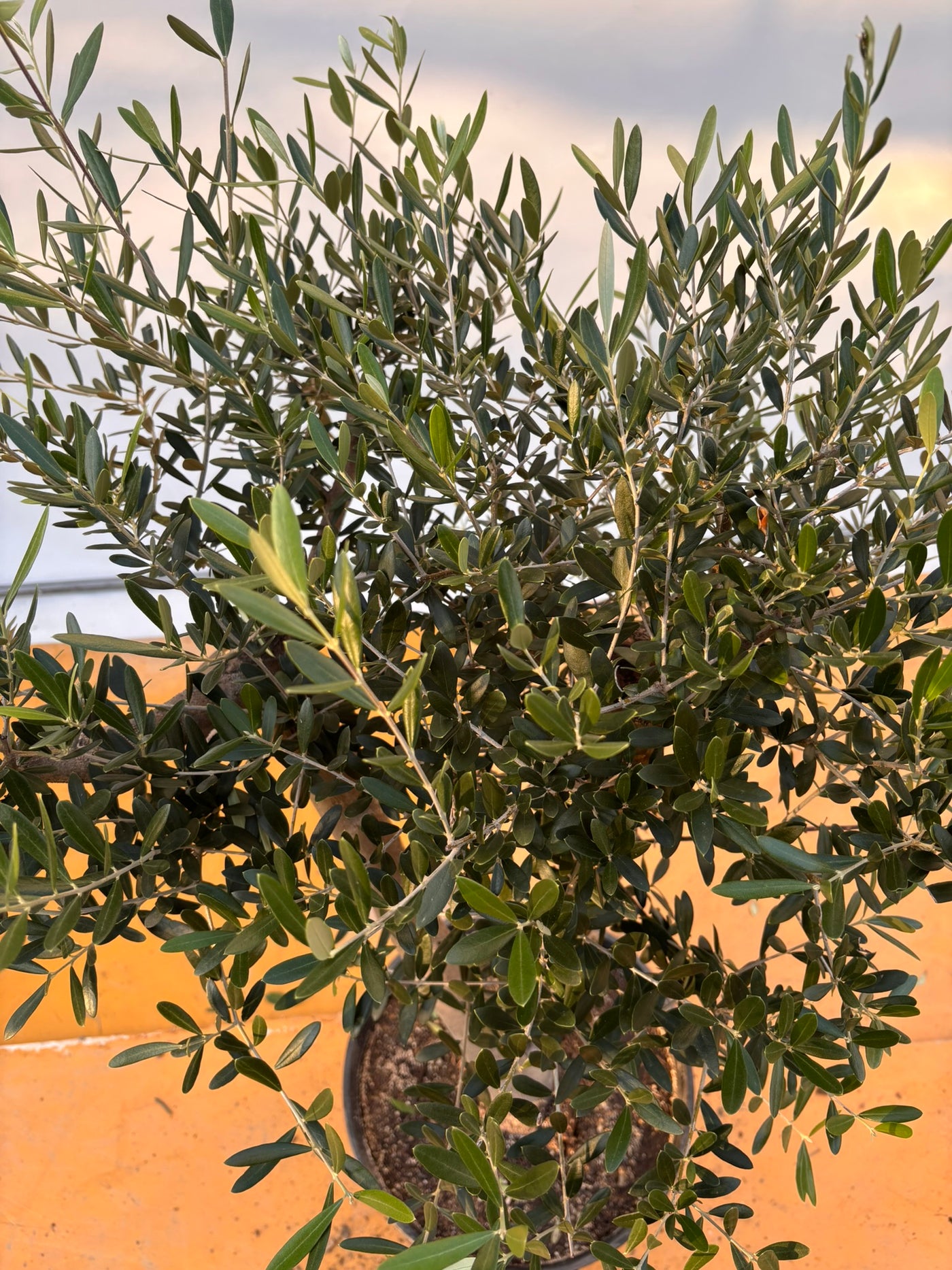 NEW【法人限定】ネバディロブランコ（オリーブの木）｜XLサイズ｜NO.2060｜約120cm｜人気・開帳型