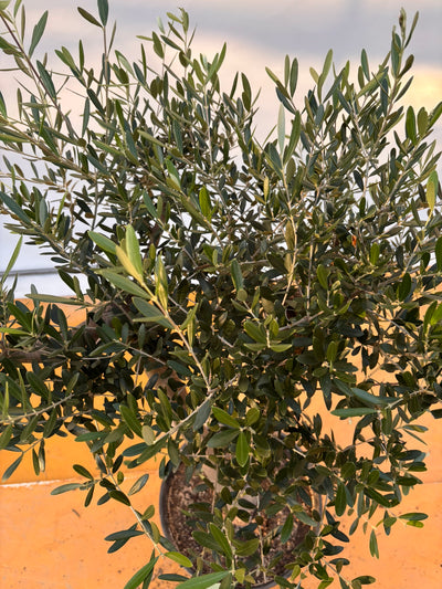 NEW【法人限定】ネバディロブランコ（オリーブの木）｜XLサイズ｜NO.2060｜約120cm｜人気・開帳型