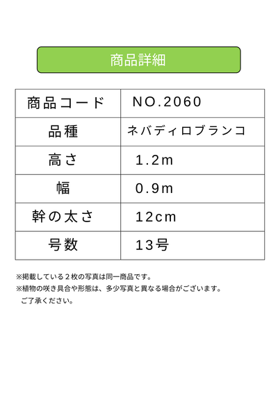 NEW【法人限定】ネバディロブランコ（オリーブの木）｜XLサイズ｜NO.2060｜約120cm｜人気・開帳型