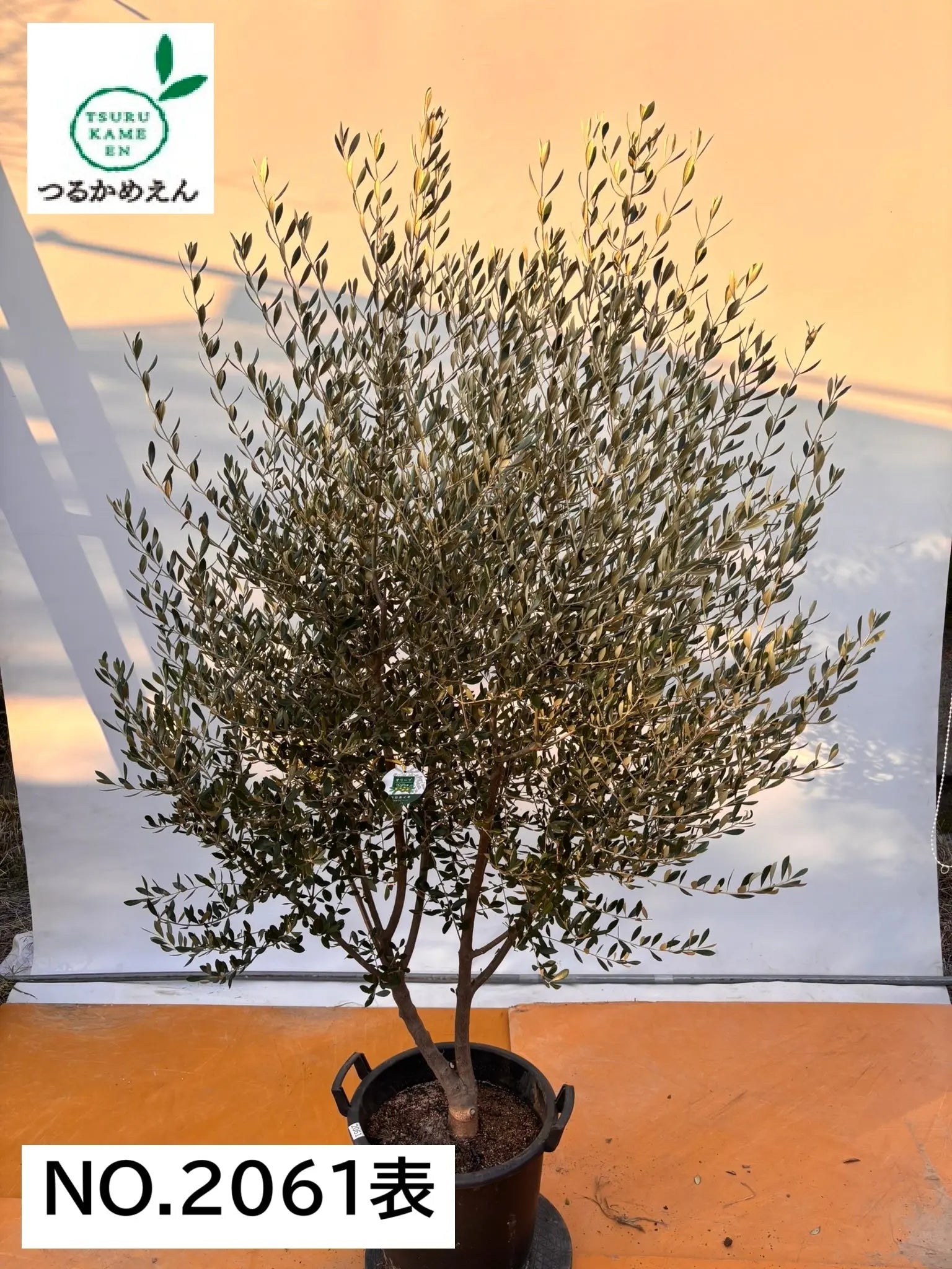オリーブの木　コロネイキ　10号　約170cm　NO.681　現品掲載 オリーブの木 コロネイキ 10号 約170cm NO.681 現品掲載 NEWコロネイキ