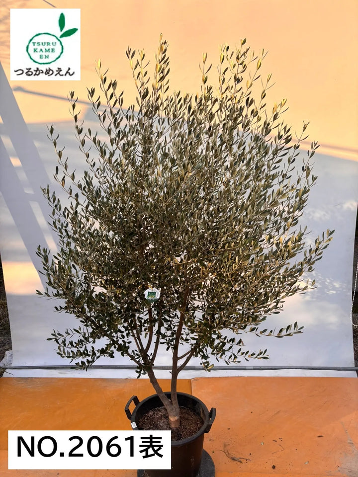 NEWコロネイキ（オリーブの木）｜XLサイズ｜NO.2061｜約200cm｜オイル