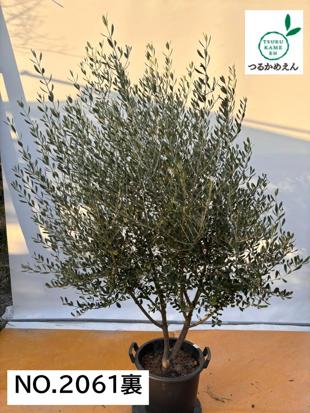 オリーブの木（全商品）｜写真の木をそのままお届け［現品販売］｜鶴亀