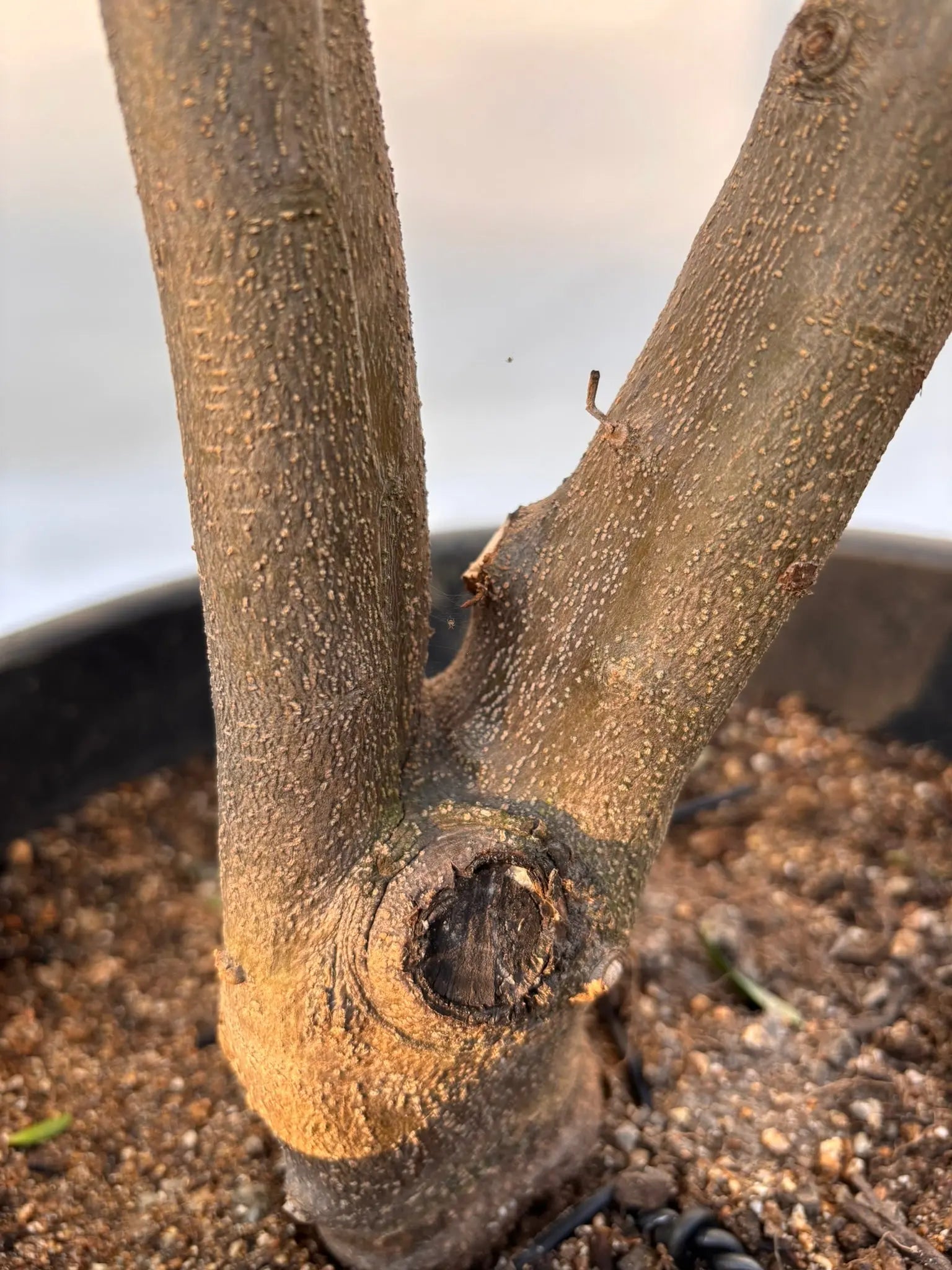 NEWコロネイキ（オリーブの木）｜XLサイズ｜NO.2061｜約200cm｜オイル